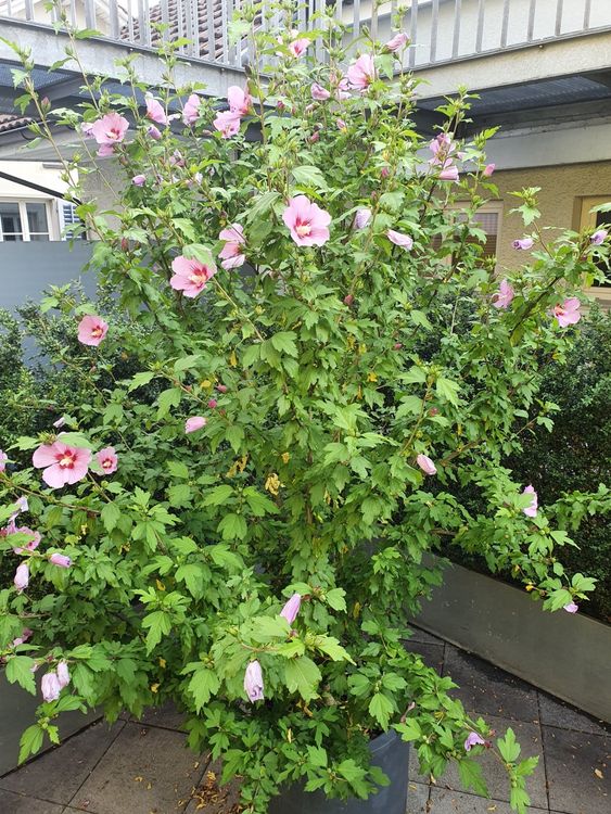 Riesiger Hibiskus mit Topf ca. 250 cm Kaufen auf Ricardo