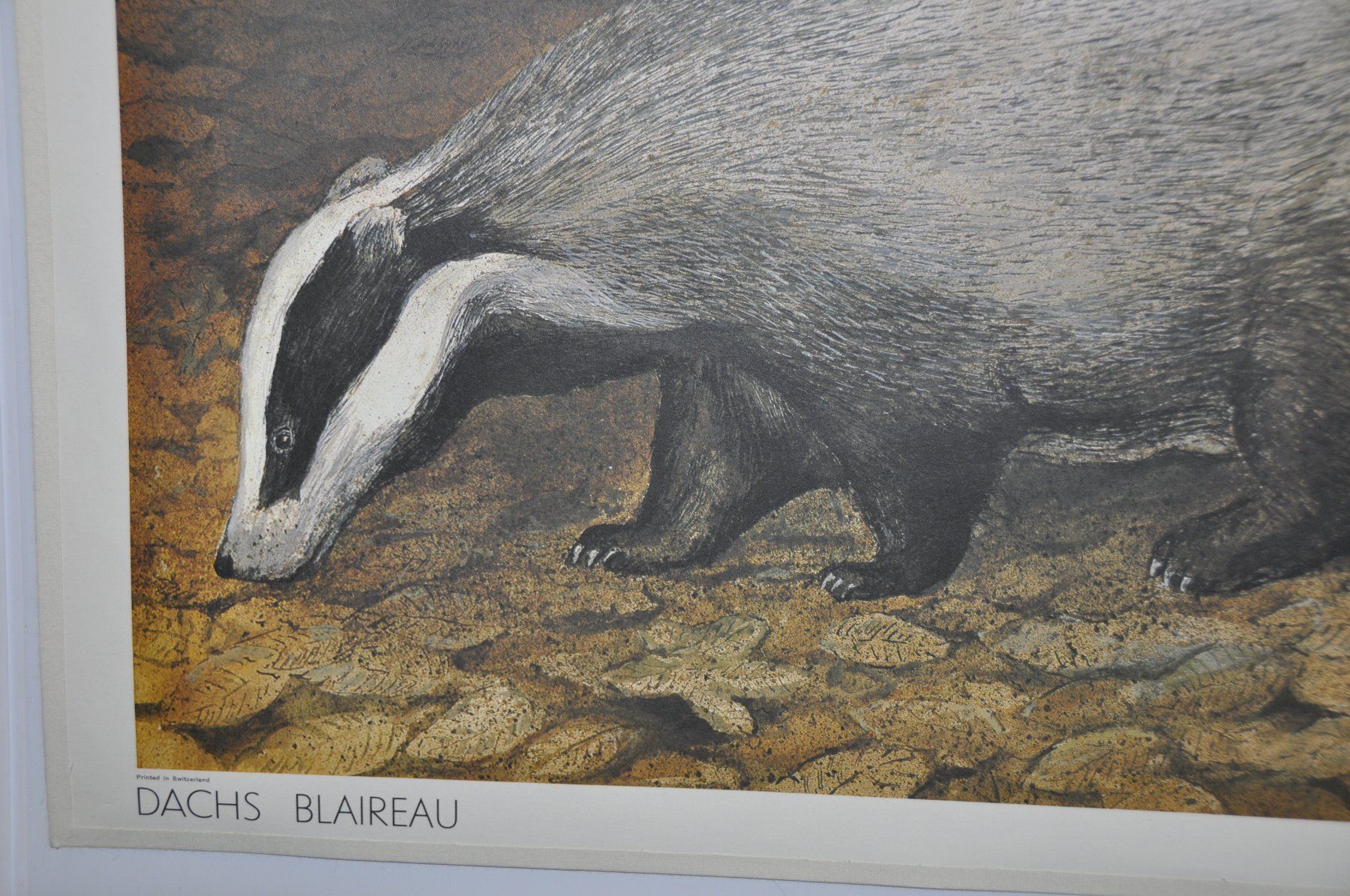 Poster & Bilder: Schulwandbild nr.178: Dachs von Peter Bergmann 1978 – Gebraucht aus Härkingen von sammelbecken 3