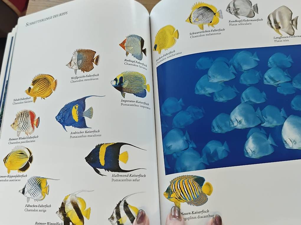 Libri: Das rote Meer – Usato da Kirchdorf AG venduto da Aloe11 2