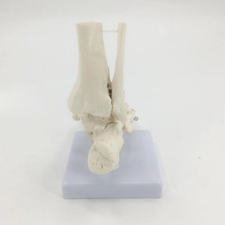 Kit di modellismo & Modellini statici: Fuss-Skelettmodell in Lebensgröße - Anatomisches Modell – Nuovo e nell'imballaggio originale da Geneve venduto da Titi2008 3