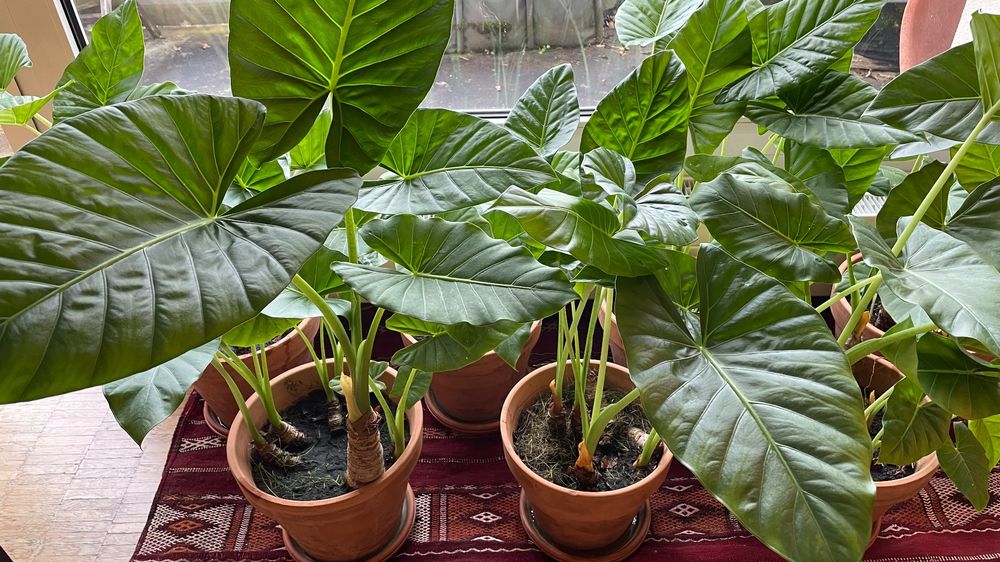 pflege fensterblatt Große Monstera | Monstera deliciosa