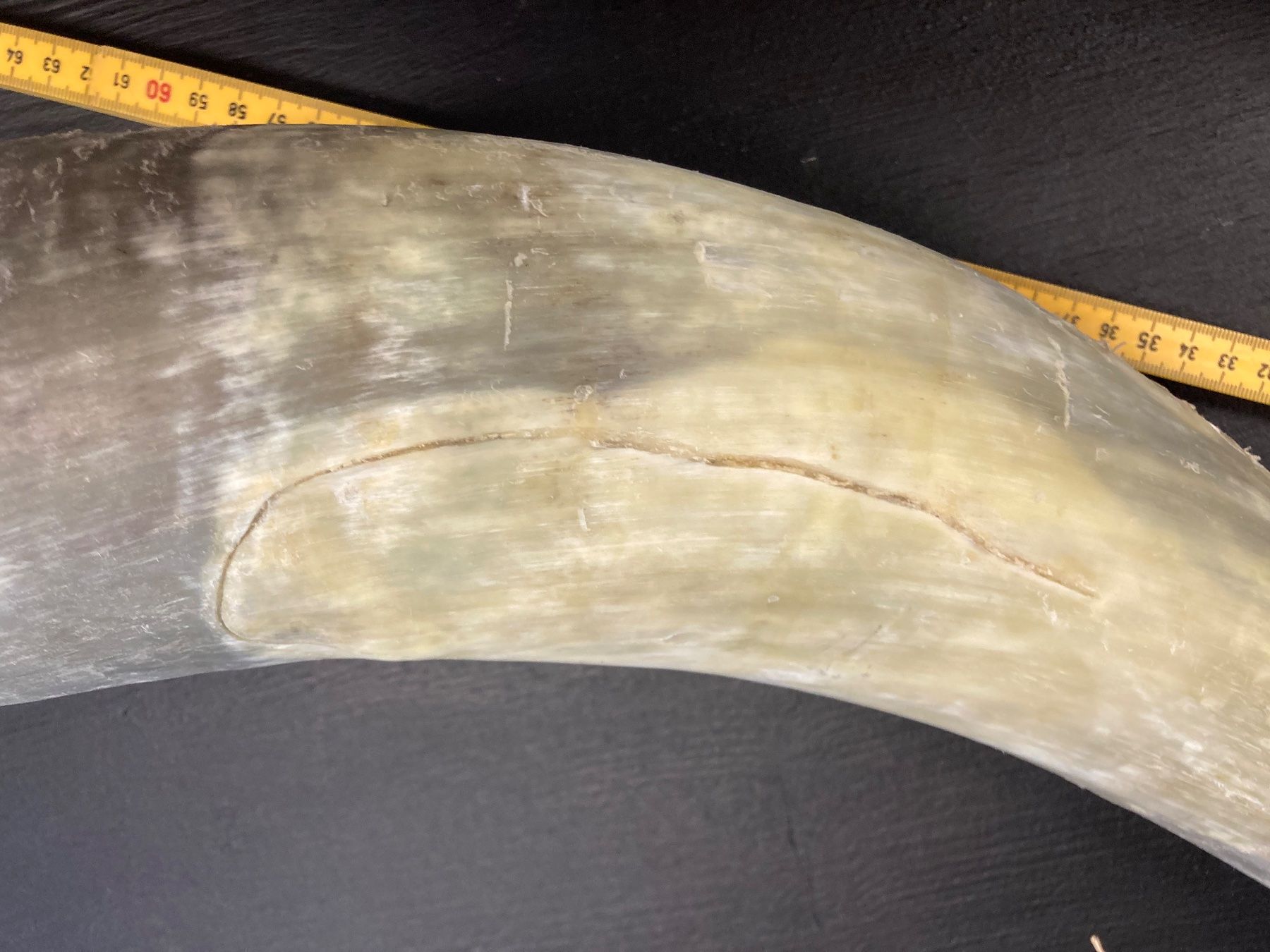 Welt der Tiere: 2 Rinderhörner 70-80 cm lang – Gebraucht aus Grosswangen von arum01 5