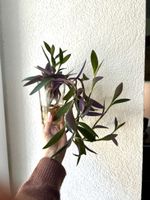 Boutures de Misère pourpre