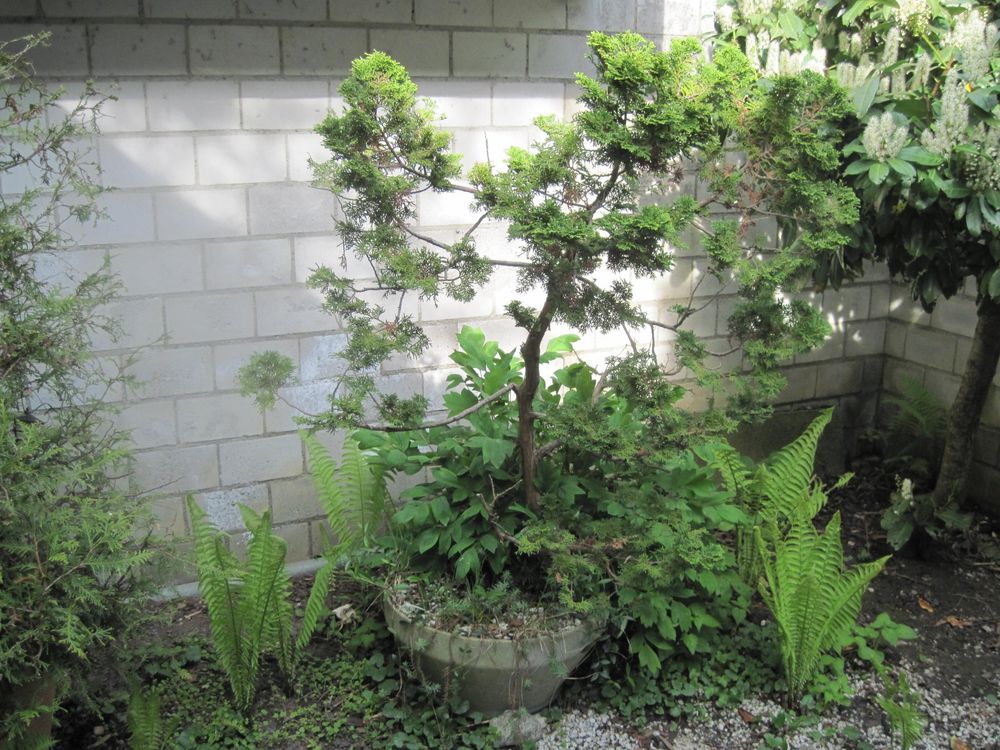 Baum im Topf, winterhart und immergrün Kaufen auf Ricardo