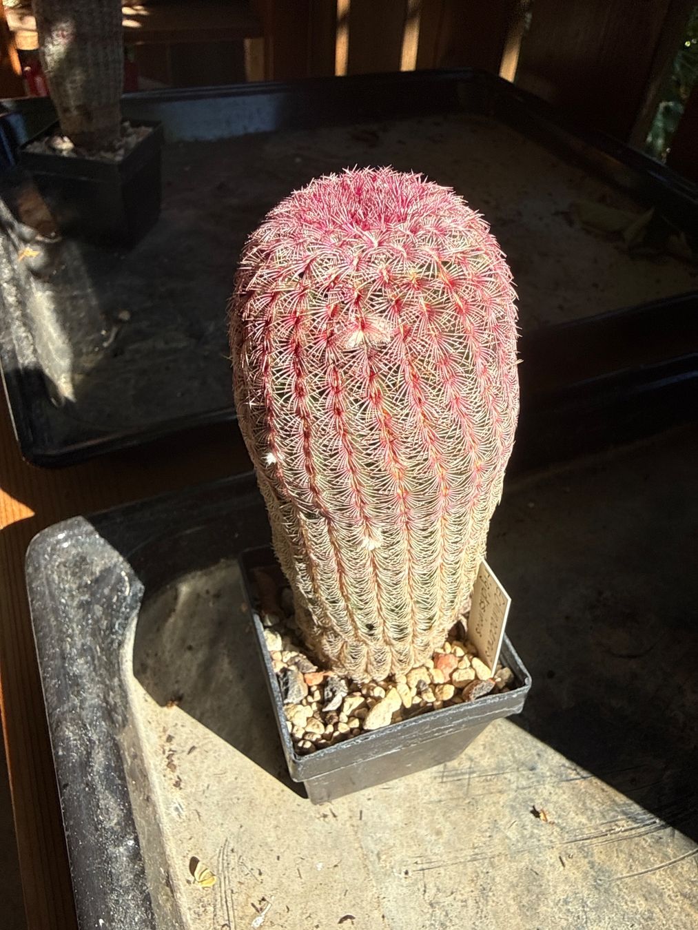 Plantes & graines: Echinocereus rigidissimus – D'occasion à Rorbas par SimS0n 1