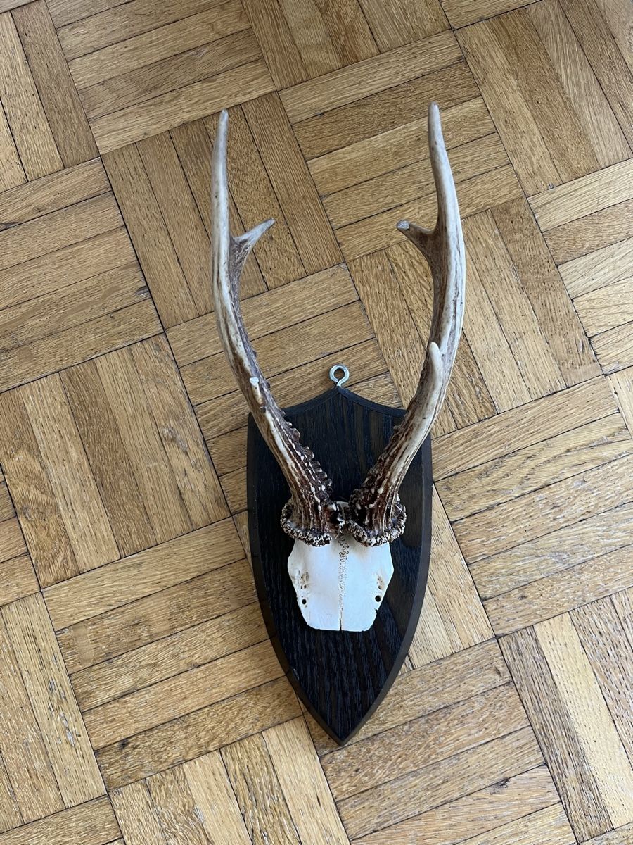 Il mondo degli animali: Rehbock-Geweih – Usato da Burgdorf venduto da gab_bf55 2