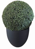 Topf Jesslyn L von potterypots,Schwarz mit grosser Bux-Kugel