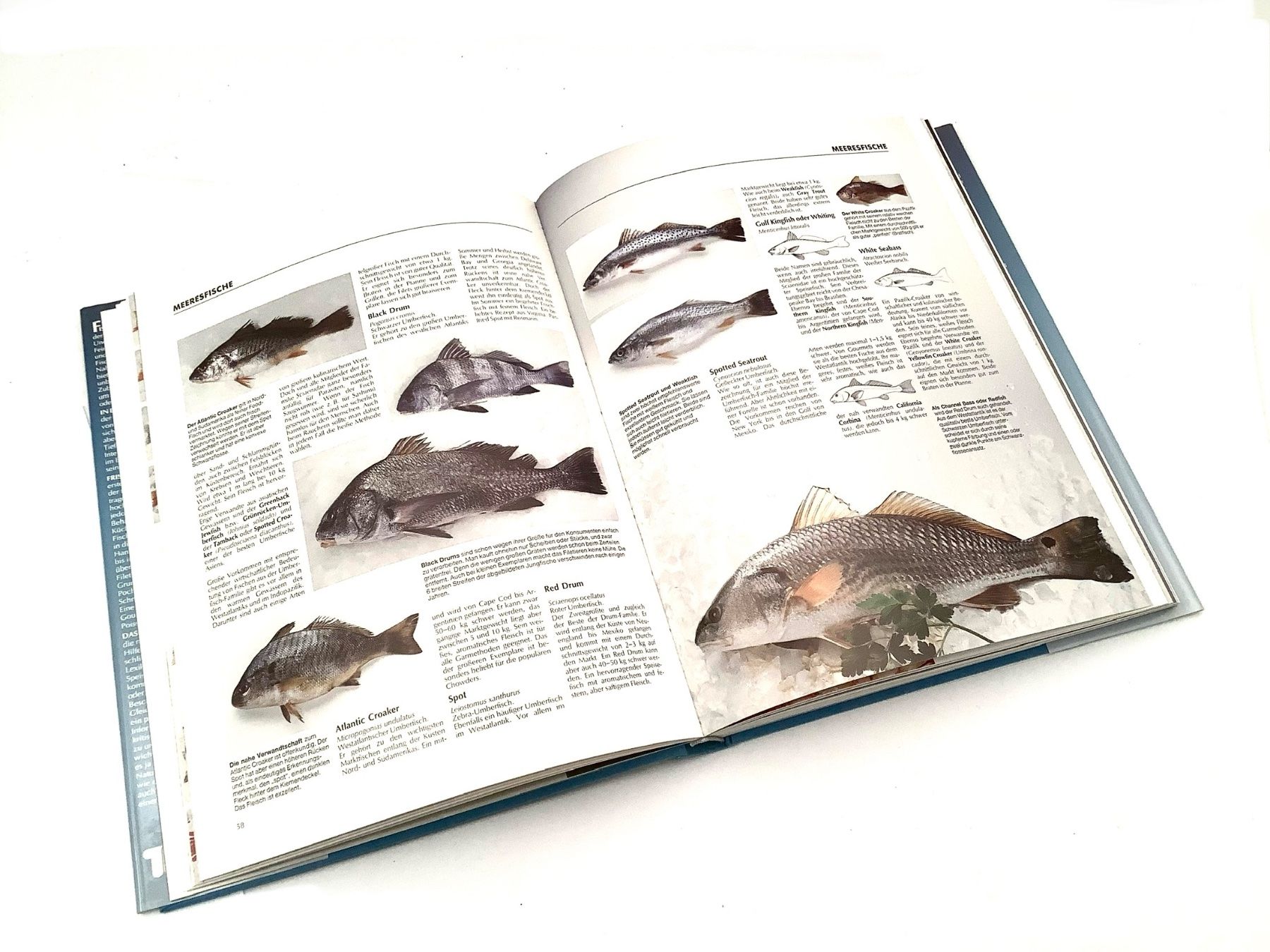 Bücher: Fisch Kochbuch und Lexikon Einmalig! – Gebraucht aus Küsnacht ZH von Vuit-on 4