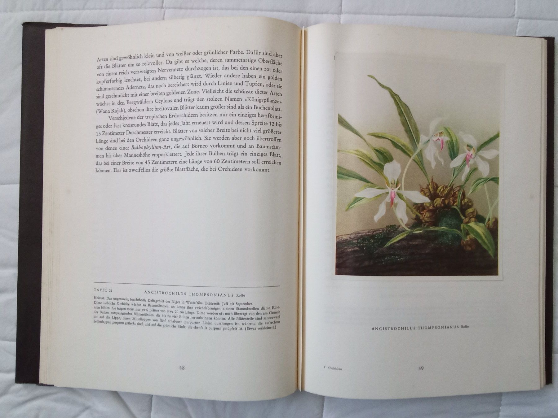 Bücher: Silva Buch Orchideen – Gebraucht aus Zürich von tol_b7c7 2