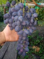 Vigne Raisin RARE Var. Zaporozhye géant