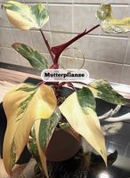 Philodendron Strawberry shake (vergrünt)