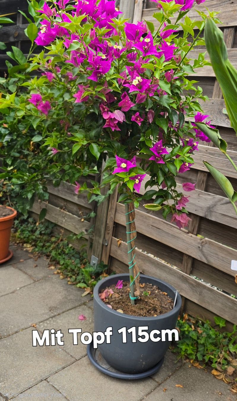 Pflanzen & Samen: Wunderschöne Bougainvillea – Neu (gemäss Beschreibung) aus Aarburg von popkorn65 3