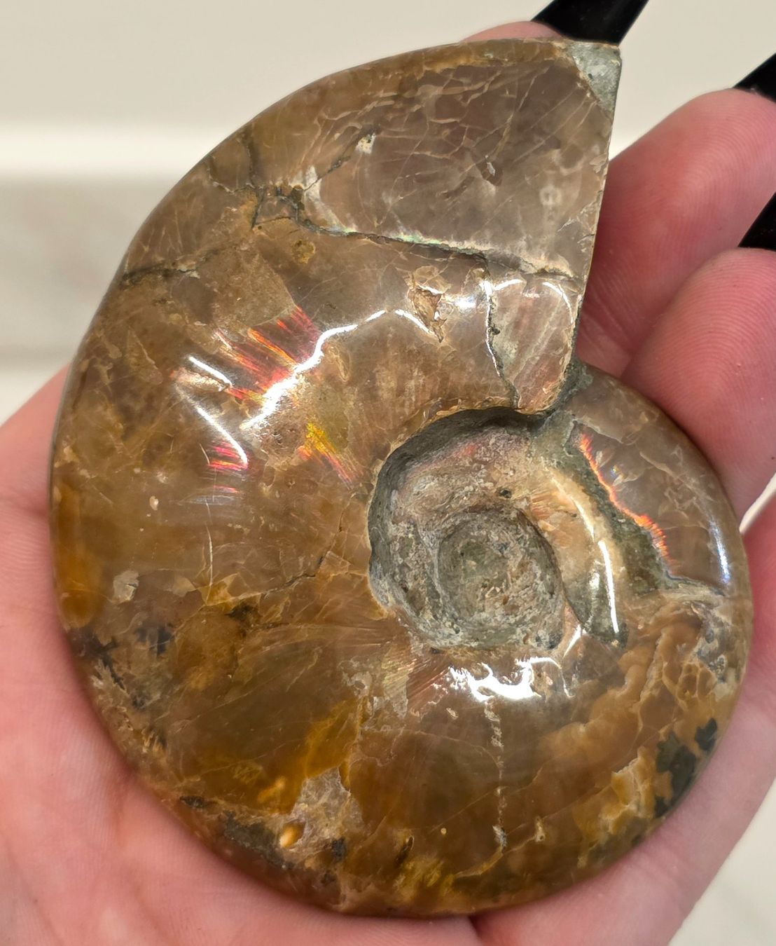 Fossili: Ammonit D 104g – Nuovo e nell'imballaggio originale da Matzingen venduto da Shay_Crystalz 2