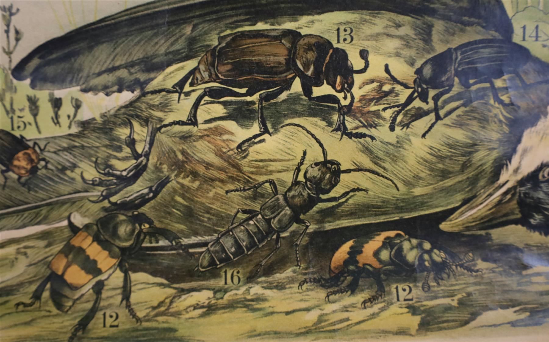 Posters & Illustrations: Schulwandbild "Käfer, Hirschkäfer" – D'occasion à Birrwil par brandschatz_birrwil 7