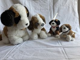 Schweizer Bernhardiner Familie