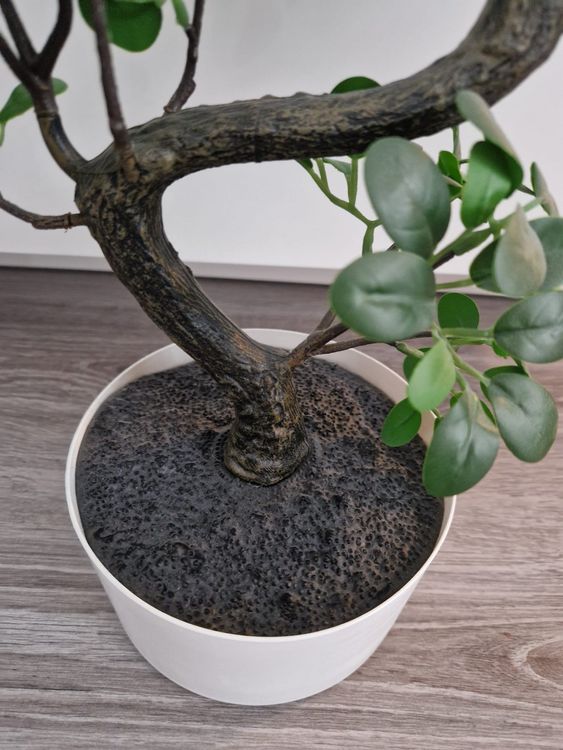 plante dracaena Dracaena Marginata (Dragon Tree)  120 cm