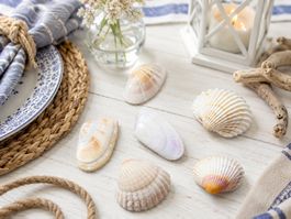 6x Muscheln Naturdeko – Maritime Dekoration – 1.7 bis 3 cm