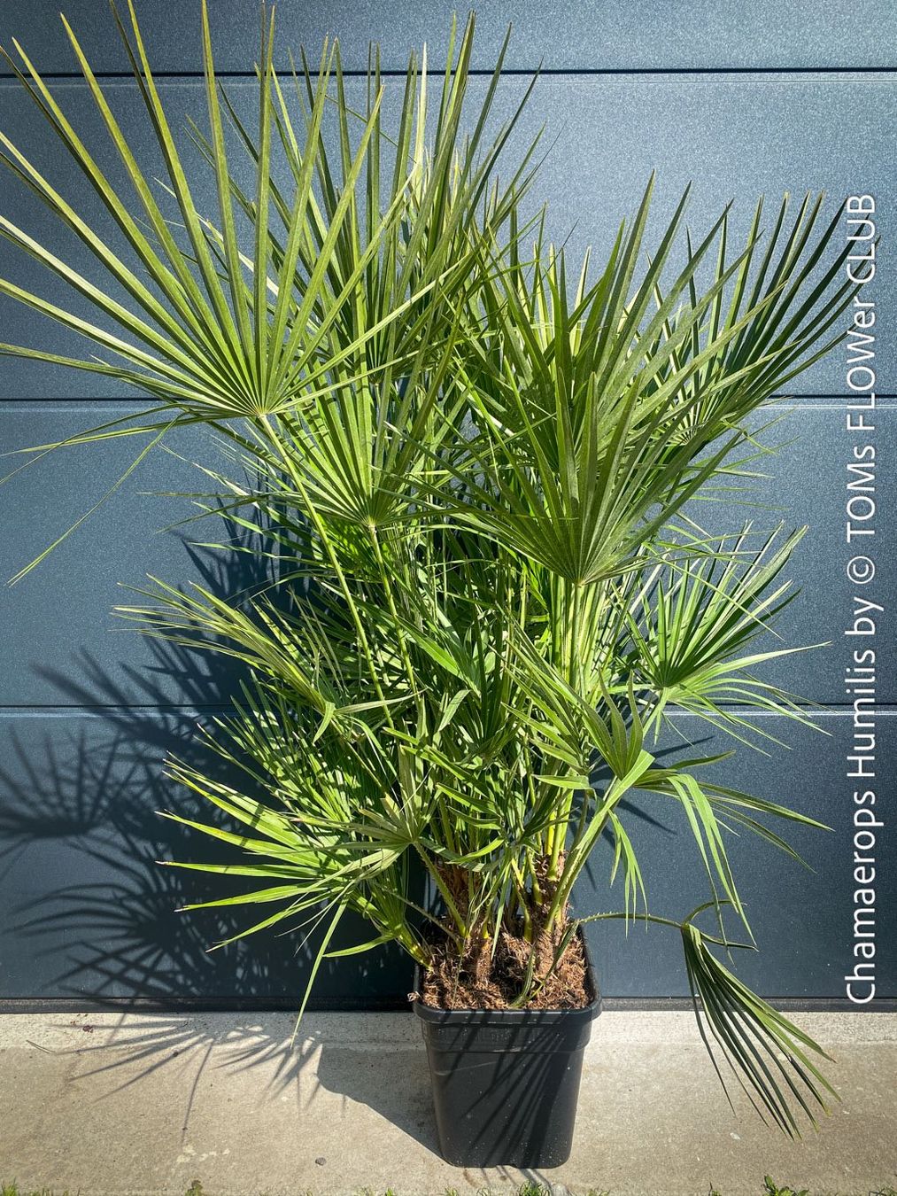Piante & sementi: Chamaerops Humilis - fürs Haus oder Garten - robuste Palme – Nuovo e nell'imballaggio originale da Adliswil venduto da astom369 7