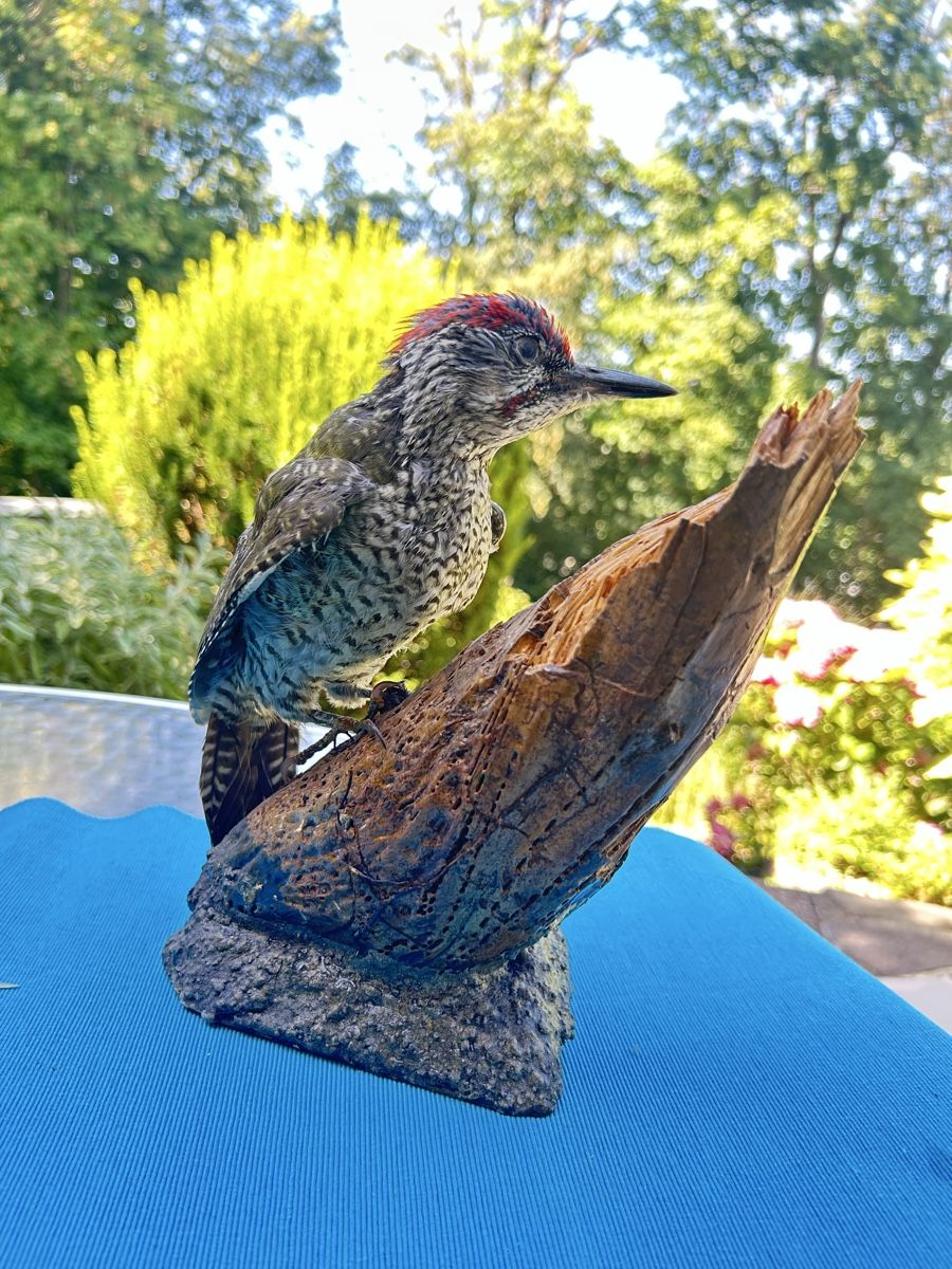Il mondo degli animali: Grünspecht Präparat – Usato da Langnau am Albis venduto da Nechi 5