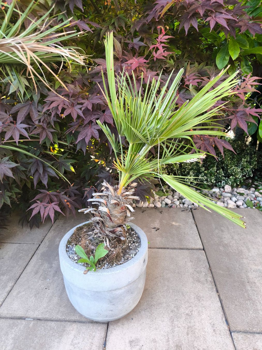 Piante & sementi: Kleine Palme im Topf – Usato da Fahrwangen venduto da lea_bgp9