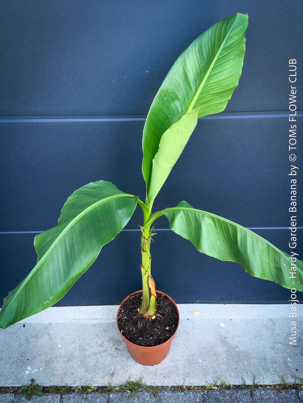 Piante & sementi: Winterharte Gartenbanane 140cm - Musa Basjoo - Top robust – Nuovo e nell'imballaggio originale da Adliswil venduto da astom369 4