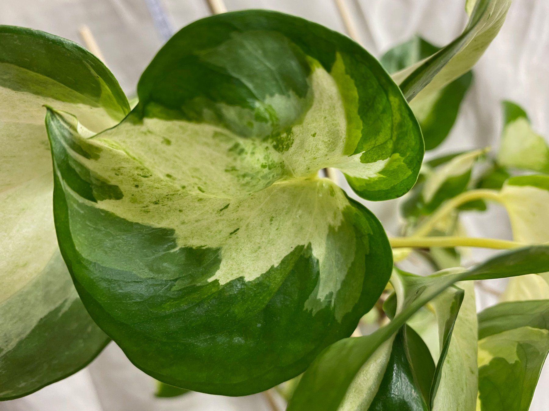 Efeutute Epipremnum Manjula - Happy Leaf (Neu (gemss Beschreibung)) in  Winterthur fr CHF 23  mit Lieferung auf Ricardo kaufen