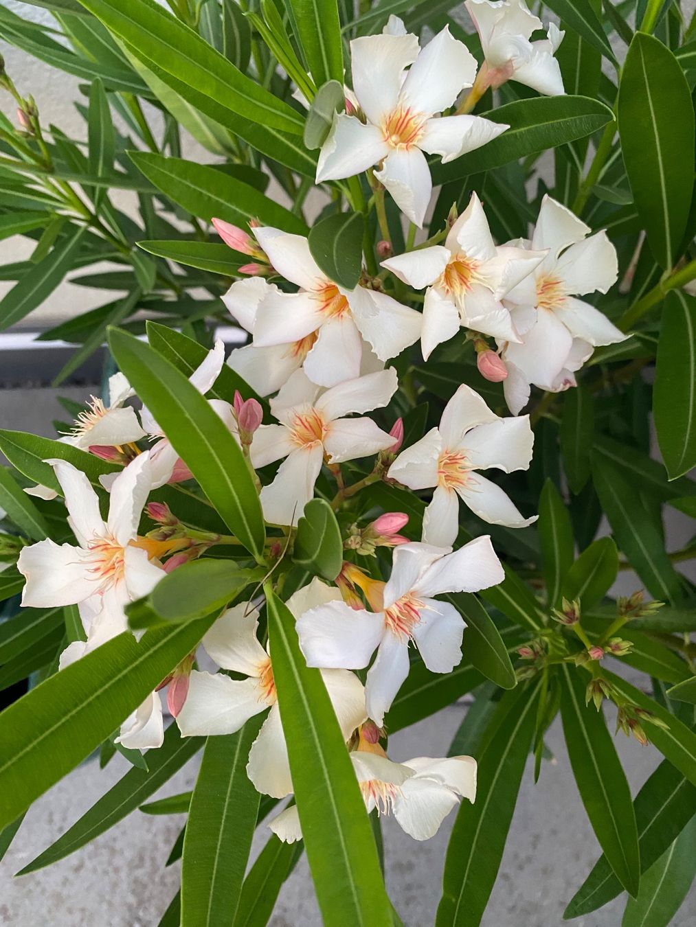 Plantes & graines: Oleander gelb, Höhe 100 cm – Neuf (Voir description) à Alchenflüh par smart- 3