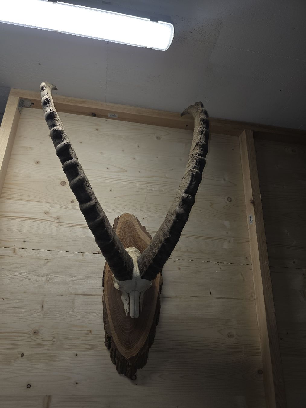 Altre raccolte & rarità: Steinbock aus Graubünden – Usato da Trimmis venduto da leonidas3 3