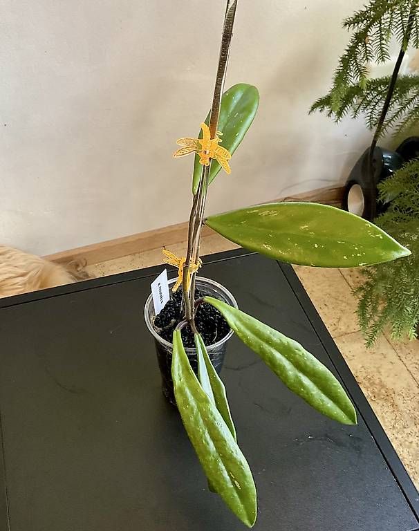Pflanzen & Samen: Hoya revolubilis – Neu und originalverpackt aus Schönholzerswilen von Leavylounge 1