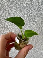 Alocasia Cucullata baby plant 🌱