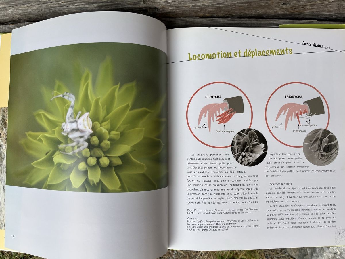 Libri: Au fil des araignées - Livre – Usato da Euseigne venduto da so.ART 2