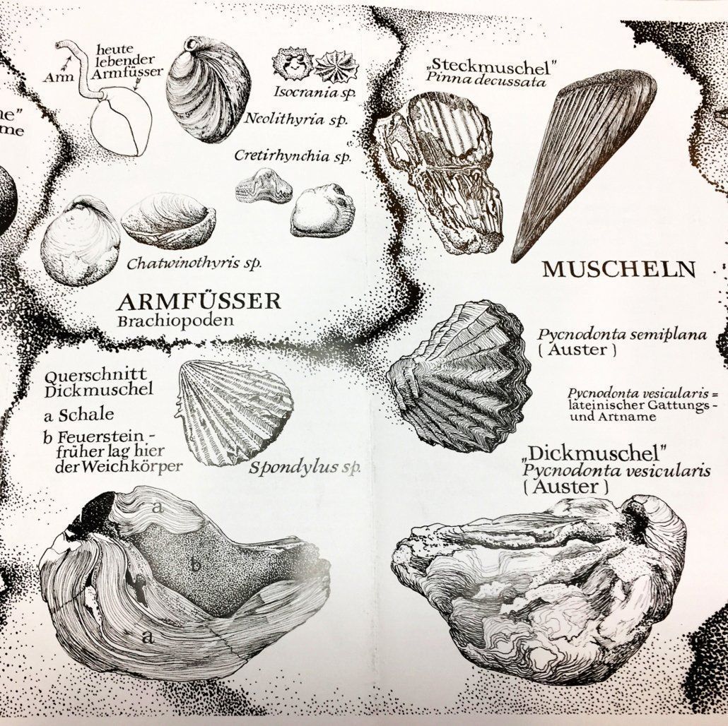 Fossili: 2x Marine fossil shells - Pycnodonte vesicularis – Usato da Pambio Noranco venduto da Pol69 1