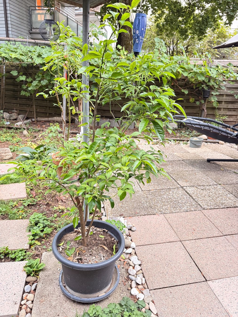 Plantes & graines: Zitronenbaum – D'occasion à Bern par mystyle_bern