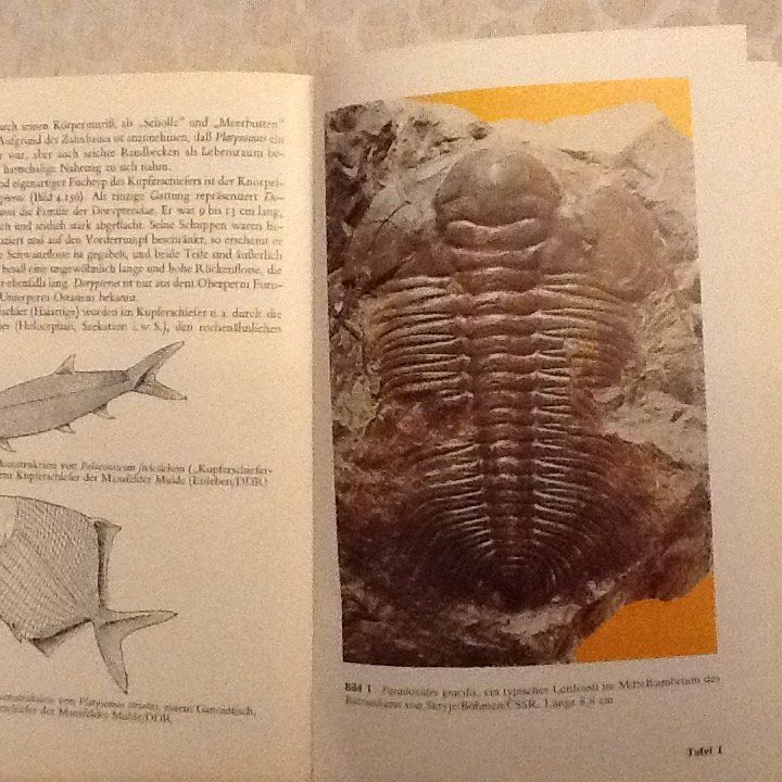 Libri: Fossilien von Krumbiegel – Usato da Olten venduto da smiples 1