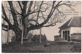 Bremgarten, Einsiedelei Emaus, Riesenlinde, geschätzt 1920