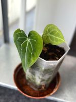 Anthurium Red Spider Hybrid x Dark Forgetii (base plant)