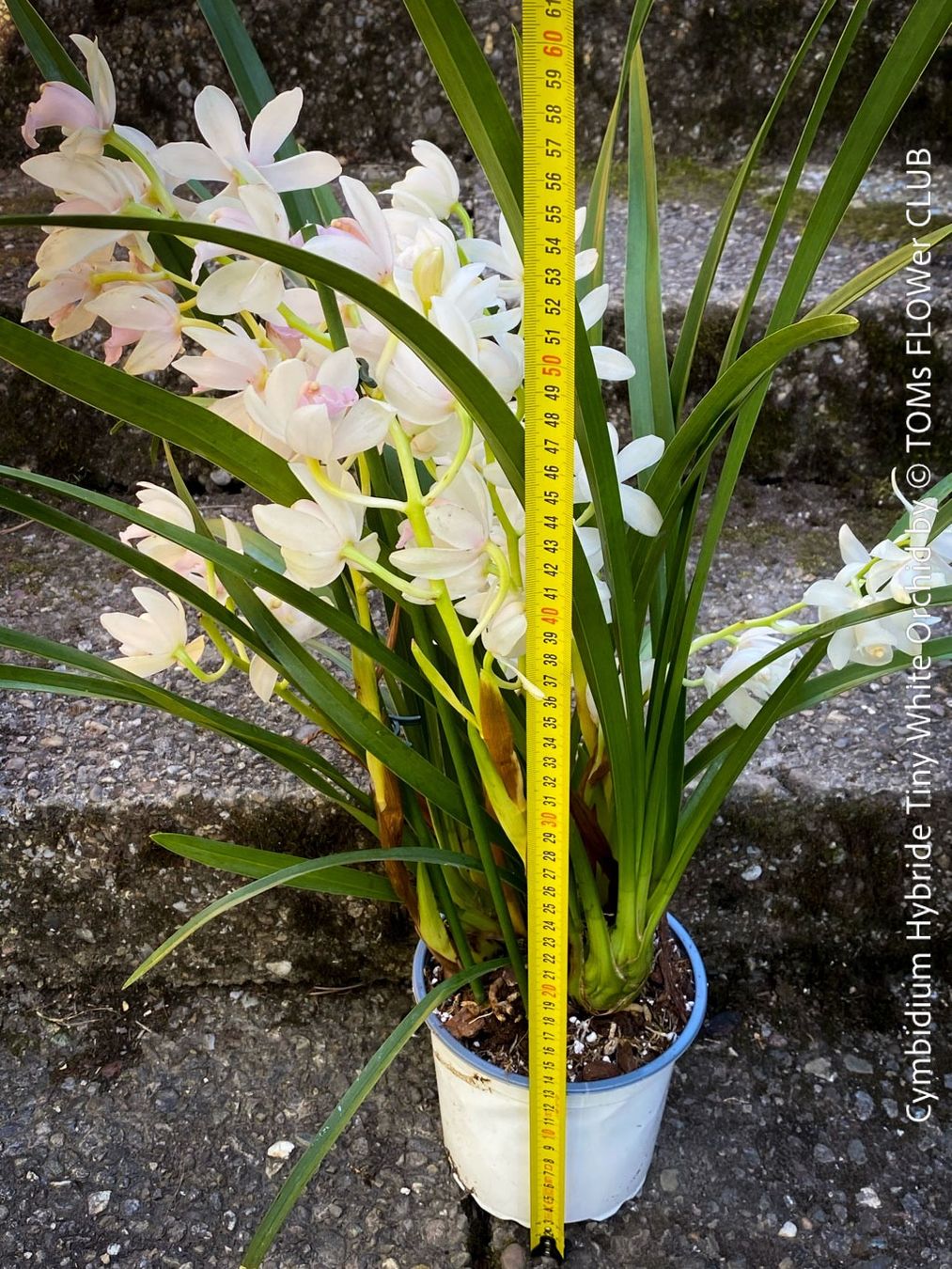 Piante & sementi: Cymbidium Hybride Tiny White Orchidee – Nuovo e nell'imballaggio originale da Adliswil venduto da astom369 7