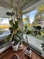 Gummibaum Ficus elastica XL ca. 150 cm – gepflegt