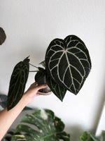 Anthurium Carla 5x10 X open (by Osman)