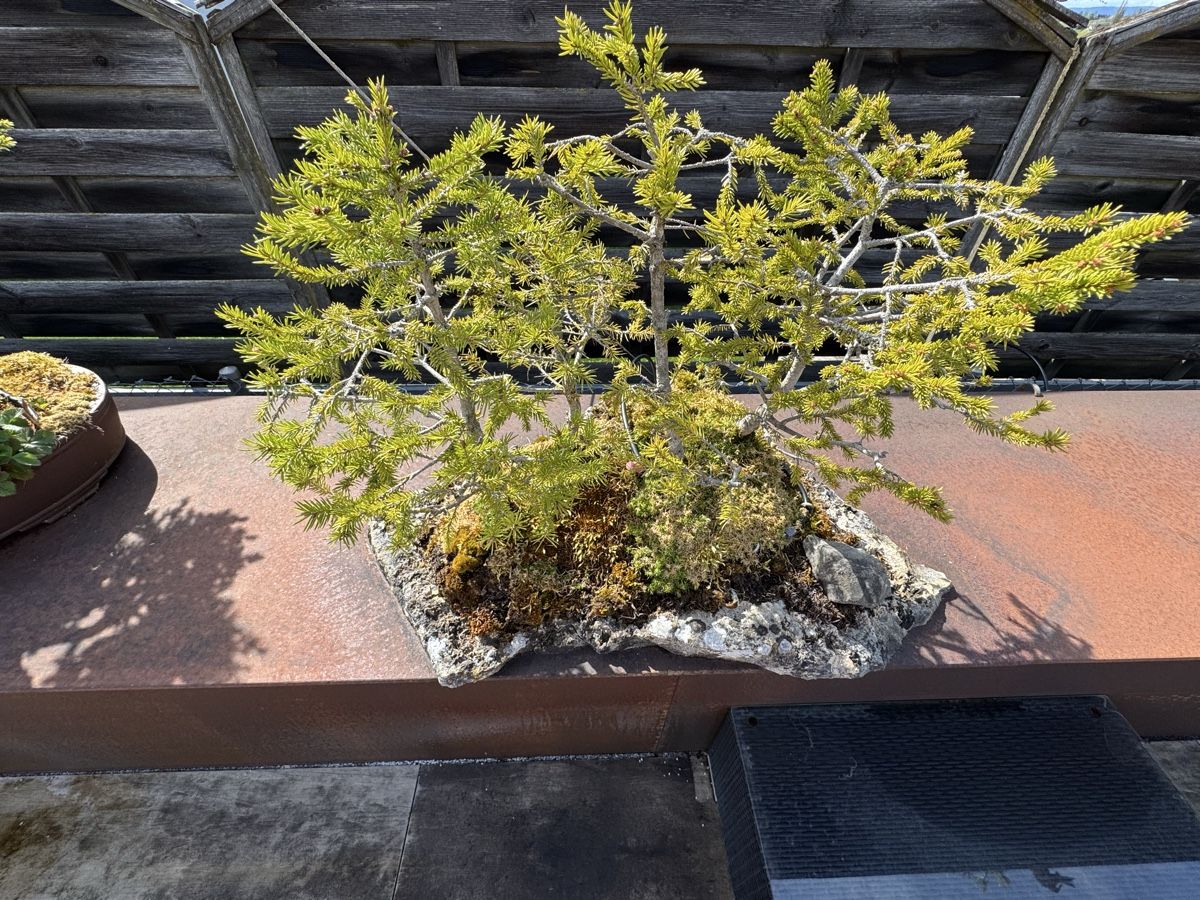 Piante & sementi: schöner Bonsai - Baum - Wald auf Steinplatte – Usato da Gurmels venduto da topsommer 2