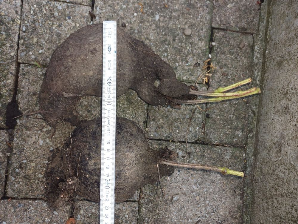 Mirabilis longiflora Wunderblume Kaufen auf Ricardo