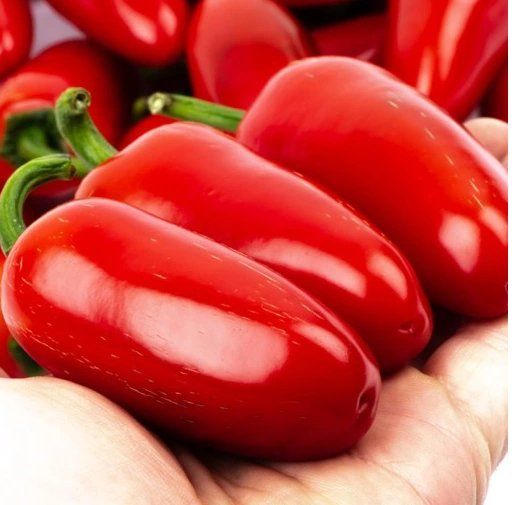 Piante & sementi: Jalapeno Ruben CHILI / 5 Samen – Nuovo (secondo la descrizione) da Hinteregg venduto da ERFOLG78 5