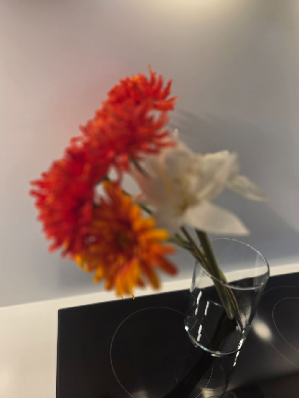 Plantes & graines: Blumen – D'occasion à Zürich par Lela-Mirela 2