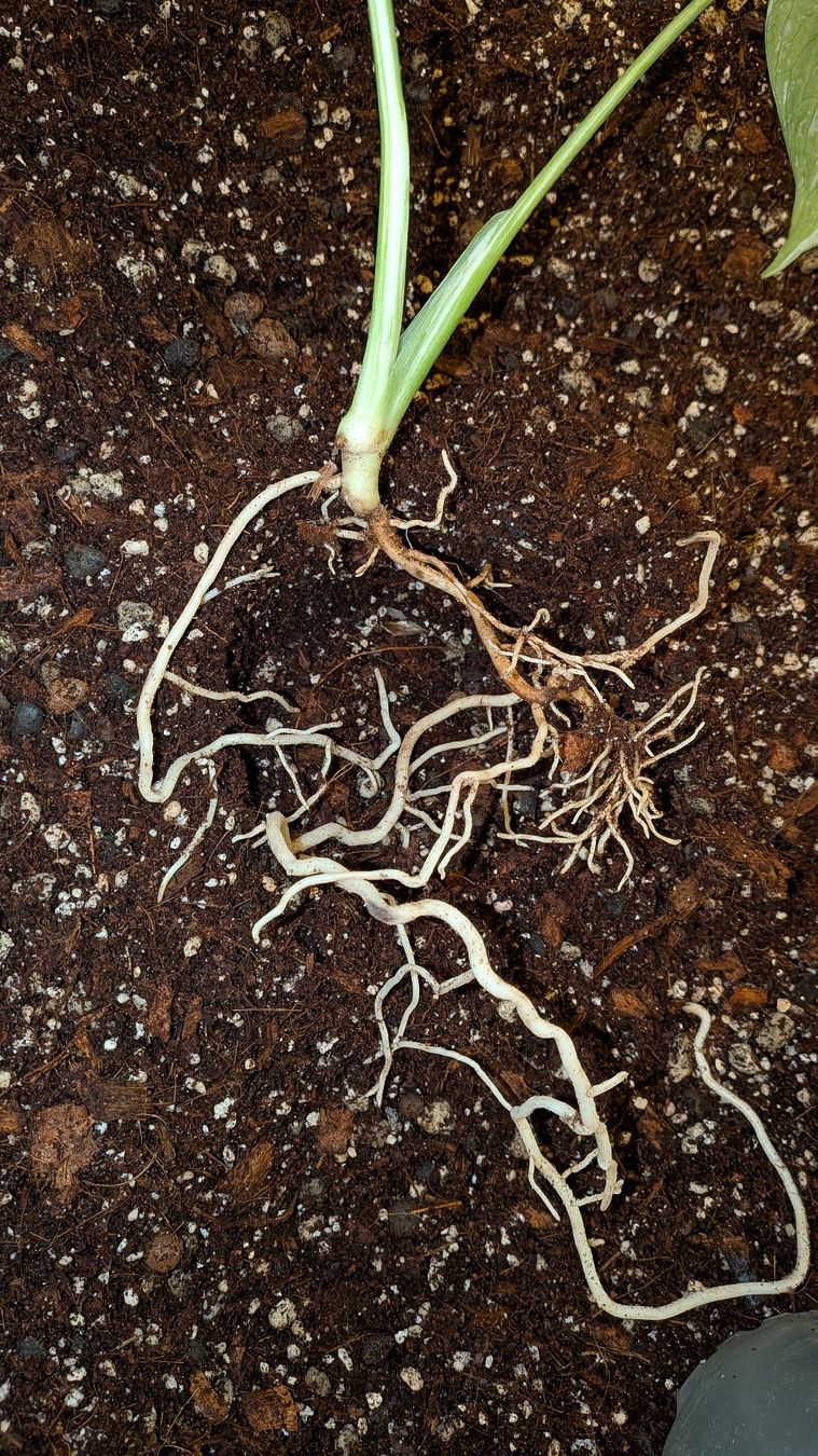 Pflanzen & Samen: Bewurzelte Monstera Thai Constellation Kopfsteckling – Gebraucht aus Altbüron von luc_b7f5 1