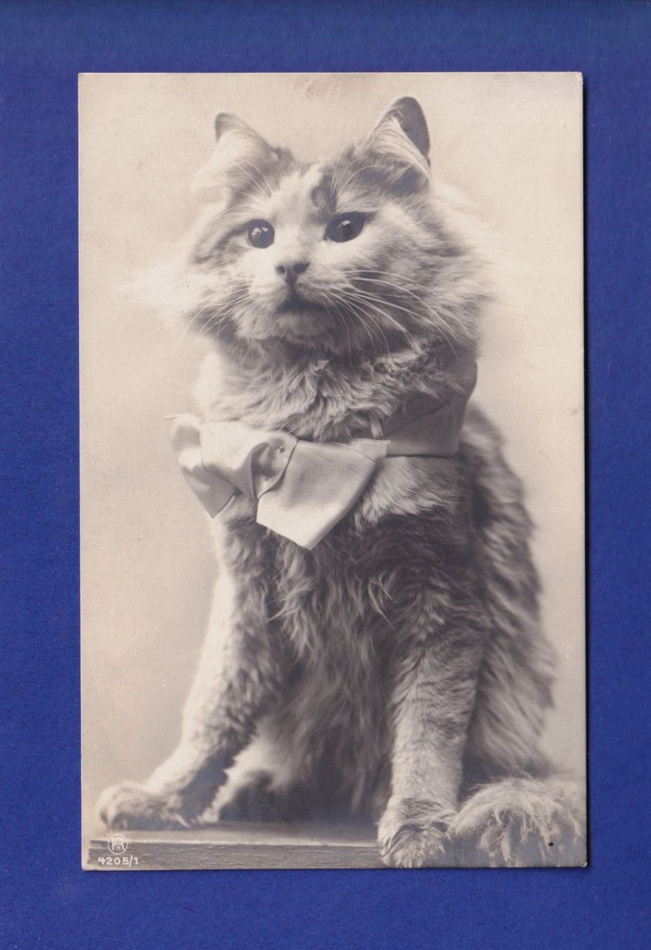 Cartes postales: CHAT et nœud papillon – D'occasion à Pully par nicecards-shop