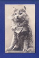 CHAT et nœud papillon