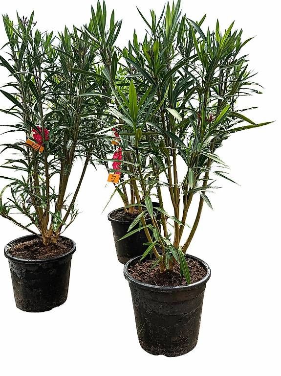 Piante & sementi: 140 cm  OLEANDER ROJO C30-15L – Nuovo (secondo la descrizione) da Zuckenriet venduto da Thur_Plant 6