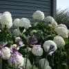 Hortensia de Virginie 'Annabelle'  2 PLANTS