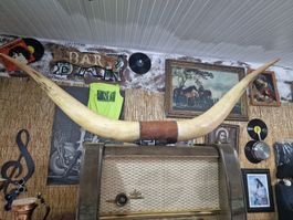 Cornes de taureau décoratives XXL - Look rustique!1.16m