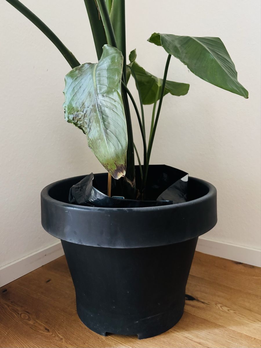 Plantes & graines: Strelitzia Nicolai – D'occasion à Zürich par keegstra 1